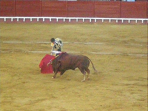 Bullfight almost at an end ©  SW